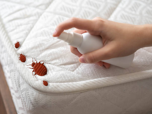 Best Emergency Pest Control  in Midland, NC